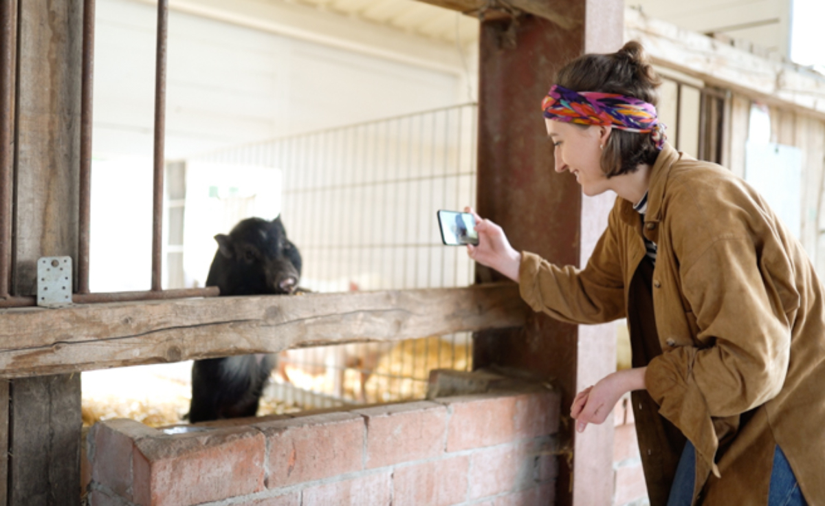 Schwein in Stall, Frau mit Smartphone
