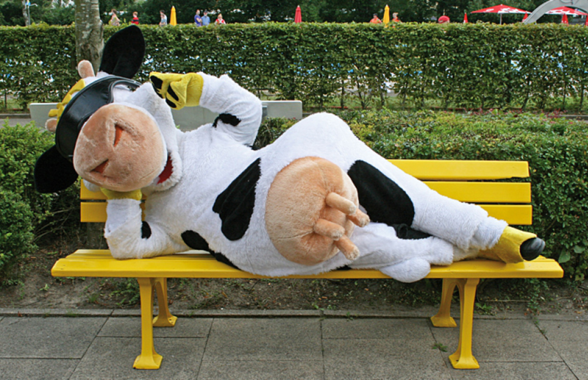 Kuh auf einer Band am Entspannen