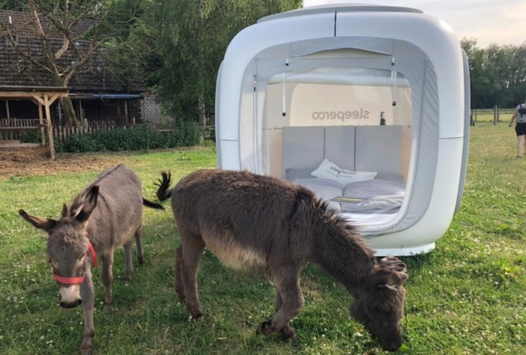 Würfel auf Wiese neben zwei Eseln