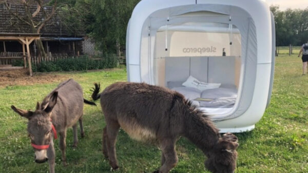 Würfel auf Wiese neben zwei Eseln