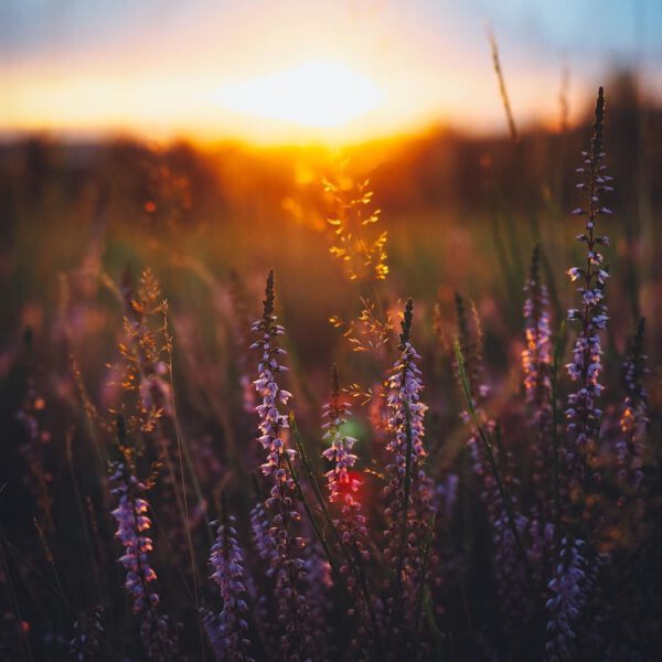 Blumen im Vordergrund, Himmel mit Sonnenuntergang im Hintergrund
