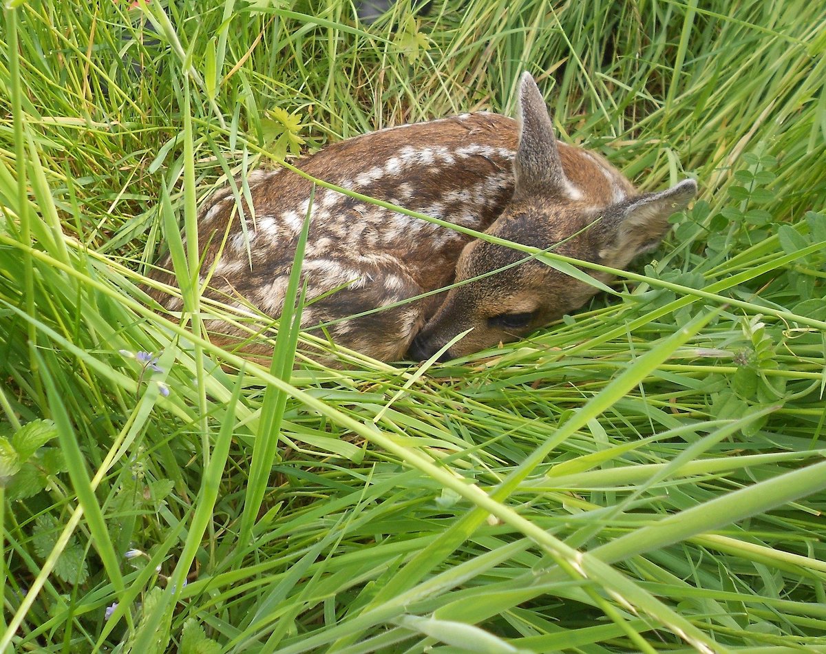 Ein Rehkitz liegt versteckt im Gras