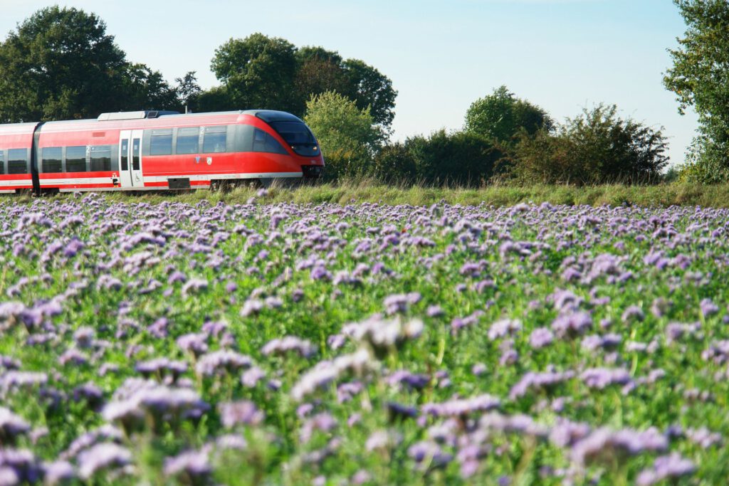 Zug und Blumenwiese