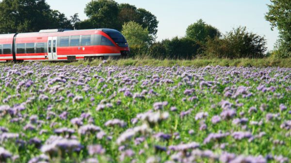 Zug und Blumenwiese