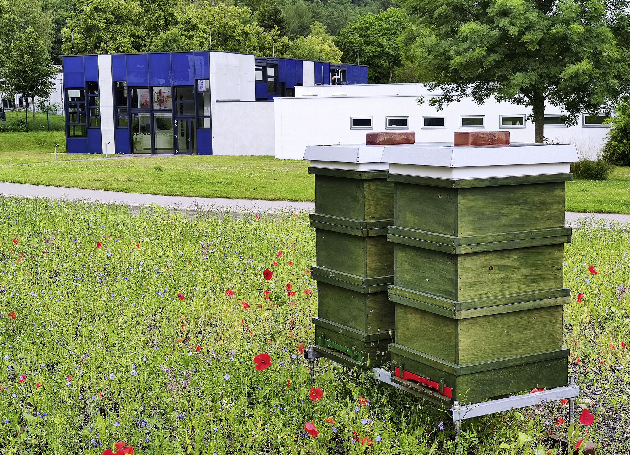 140.000 Bienen auf Firmengelände